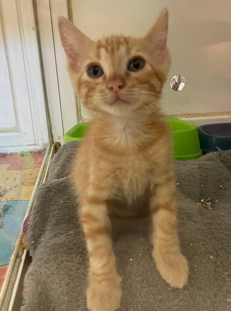 multimedia-foto85128-591-1