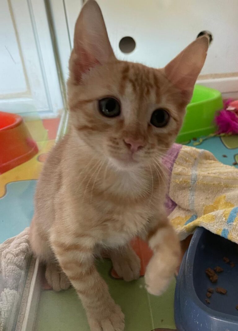 multimedia-foto85129-592-1