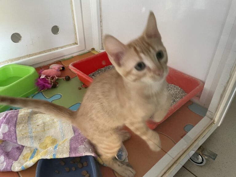 multimedia-foto85130-592-1