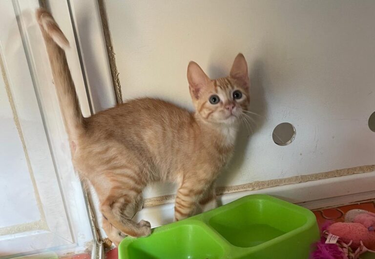 multimedia-foto85131-592-1