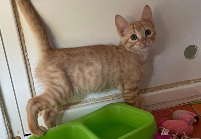 multimedia-foto85132-592-1