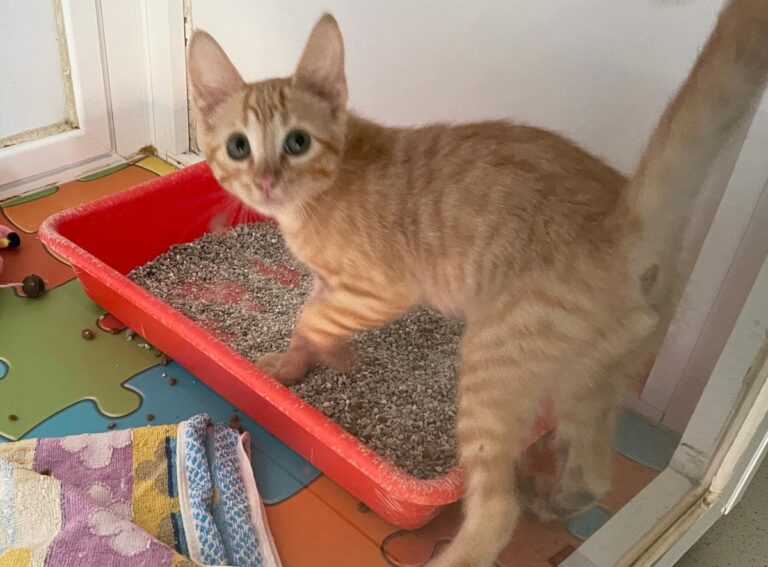 multimedia-foto85133-592-1