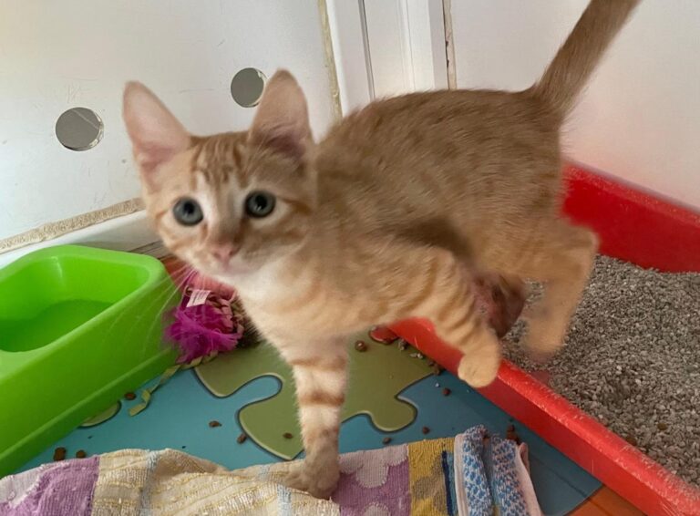 multimedia-foto85134-592-1