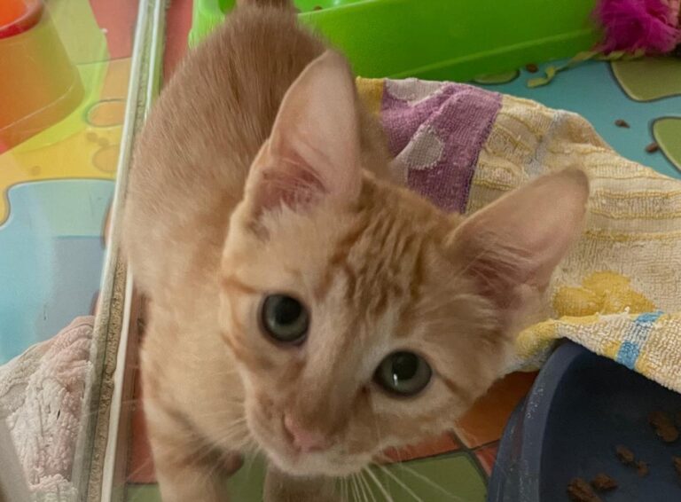 multimedia-foto85135-593-1