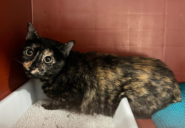 multimedia-foto85143-672-1