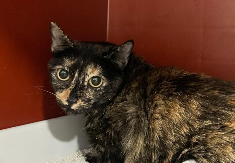 multimedia-foto85144-672-1