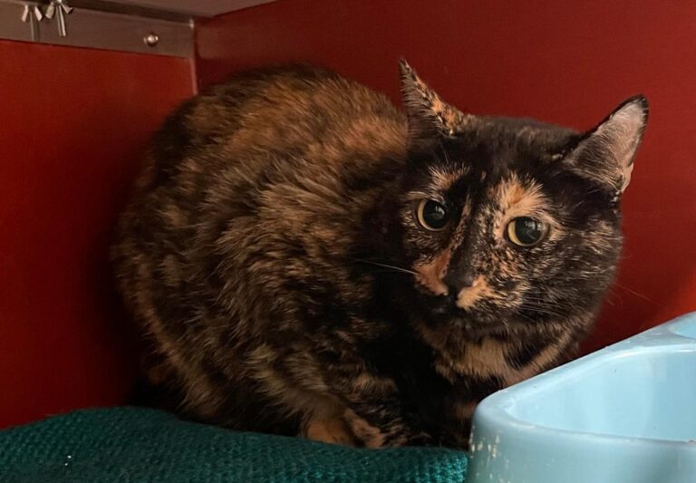 multimedia-foto85145-672-1