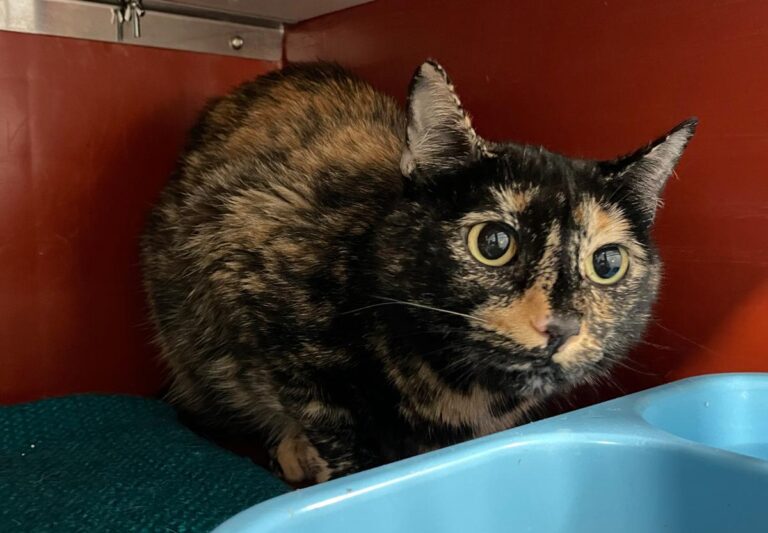 multimedia-foto85146-672-1