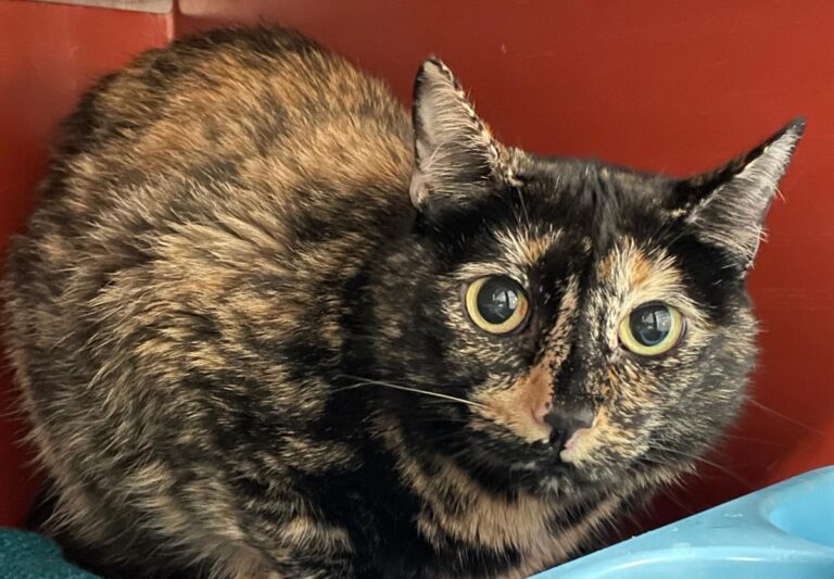 multimedia-foto85147-672-1