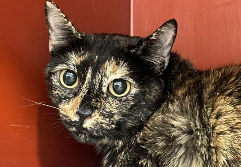 multimedia-foto85148-673-1