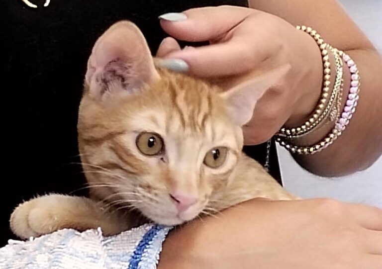 multimedia-foto85156-899-1