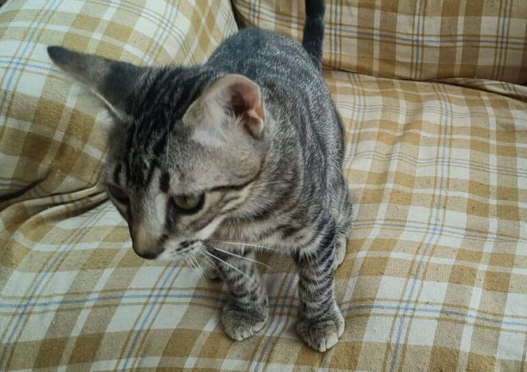 multimedia-foto85185-947-1