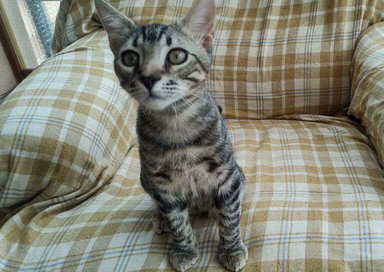 multimedia-foto85186-947-1