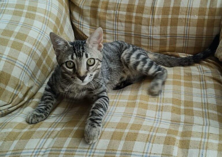 multimedia-foto85189-947-1