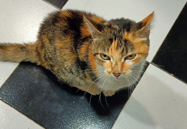 multimedia-foto85218-141-1