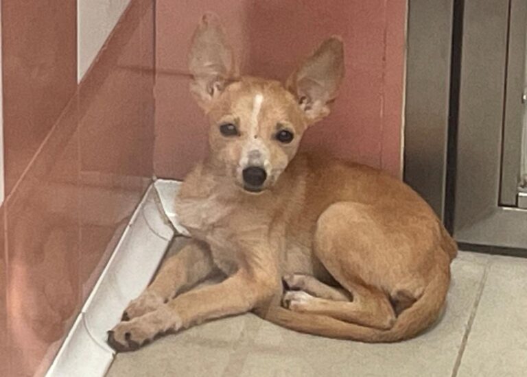 multimedia-foto85246-730-1