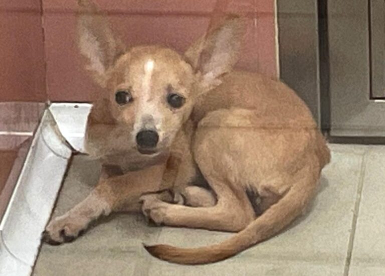 multimedia-foto85247-730-1