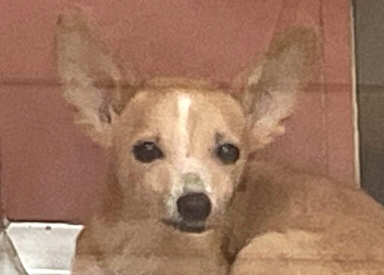 multimedia-foto85248-730-1