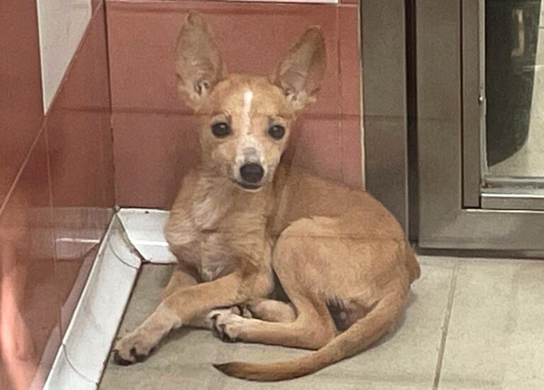 multimedia-foto85249-730-1