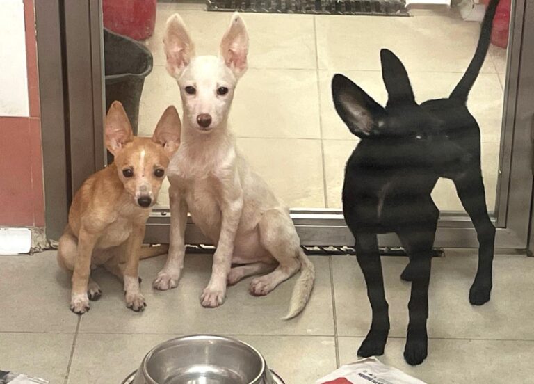 multimedia-foto85255-6-1