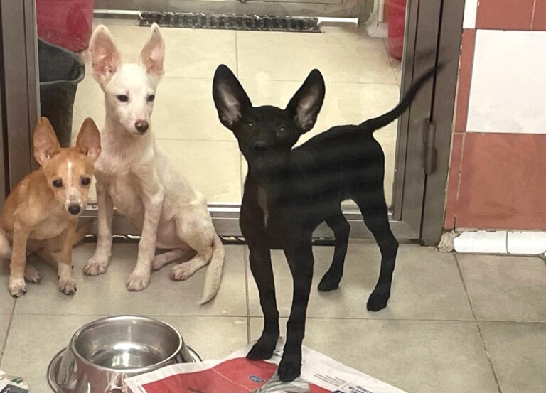 multimedia-foto85256-6-1