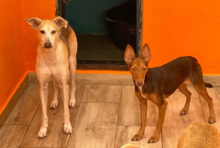 multimedia-foto85261-183-1