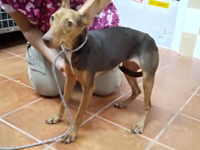 multimedia-foto85262-183-1