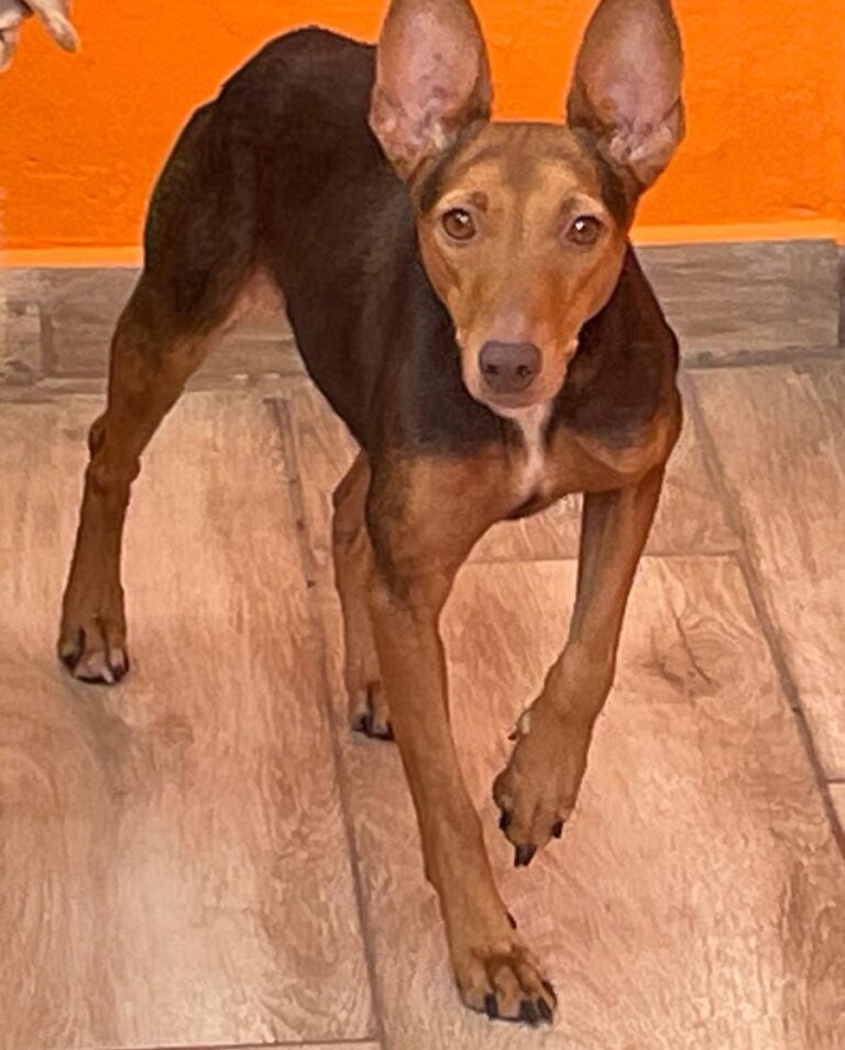 multimedia-foto85264-184-1