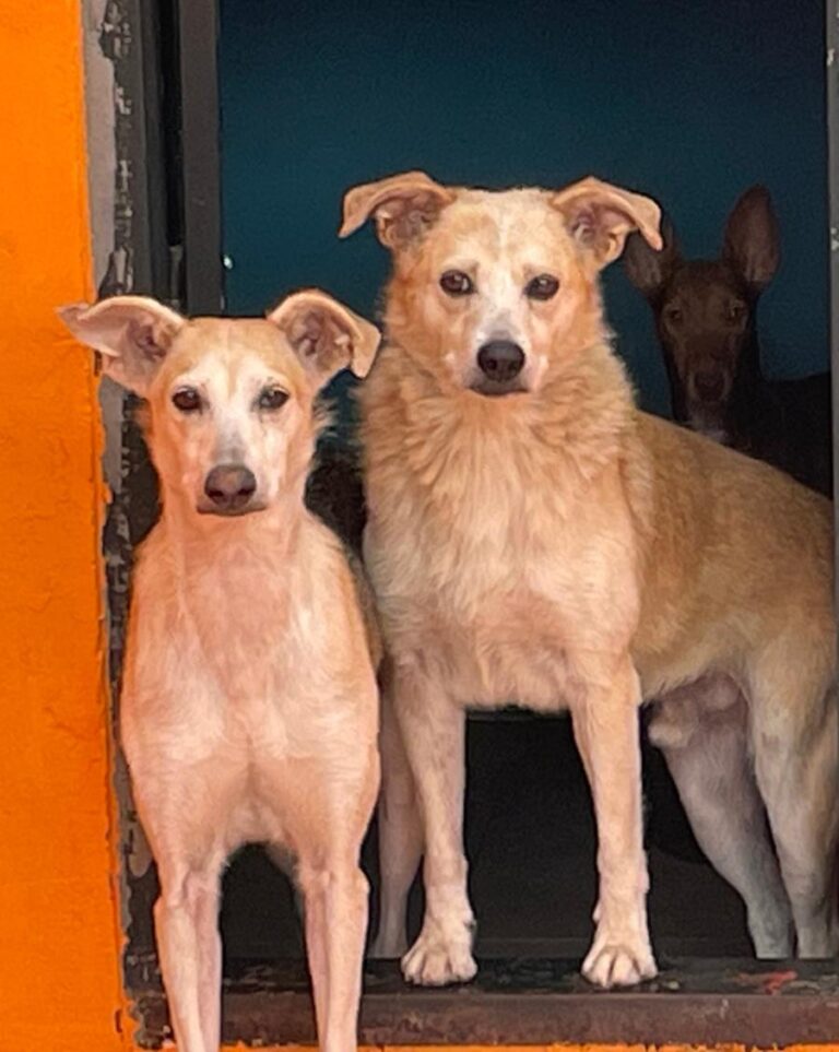 multimedia-foto85278-533-1