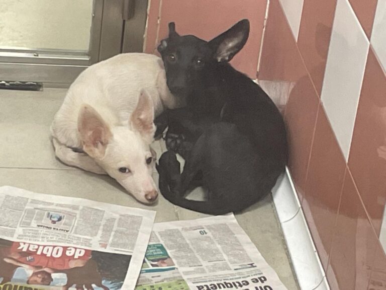 multimedia-foto85294-812-1