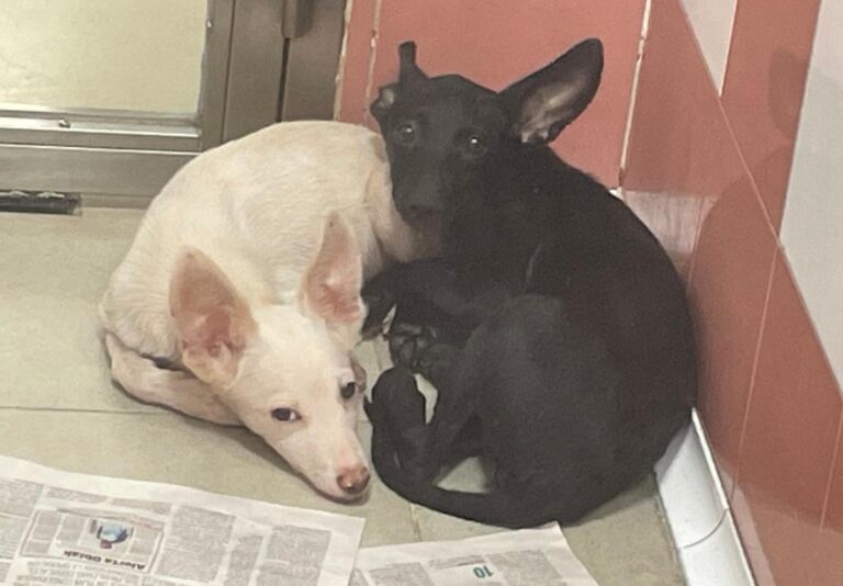 multimedia-foto85295-812-1