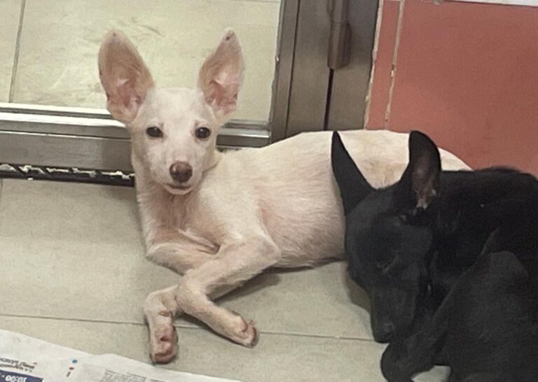 multimedia-foto85296-812-1