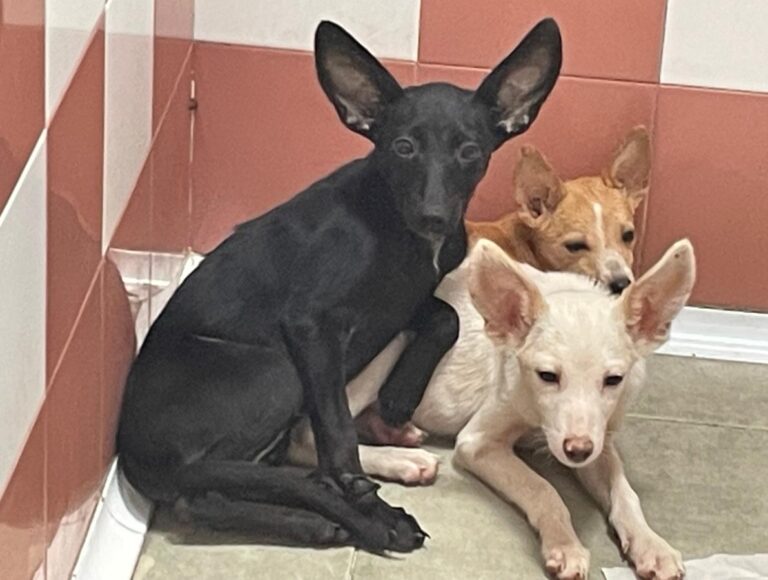 multimedia-foto85304-996-3