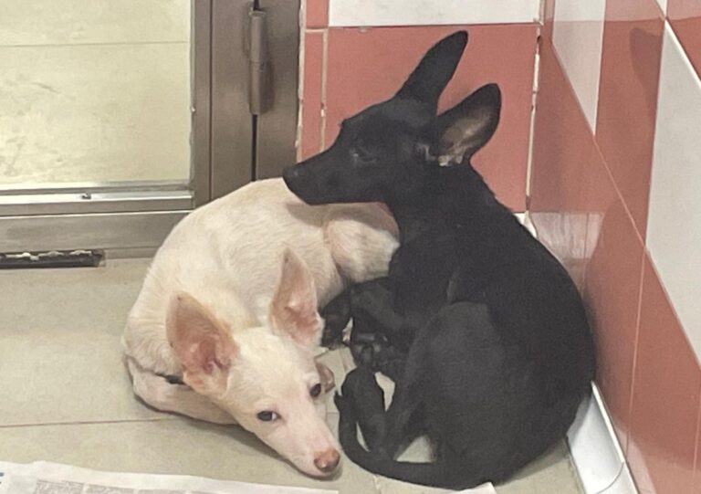 multimedia-foto85305-997-3