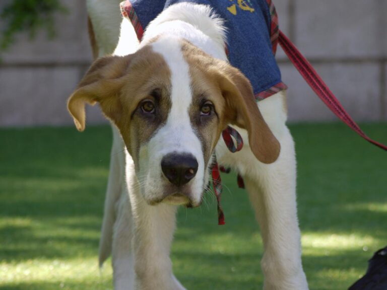 multimedia-foto85322-68-1