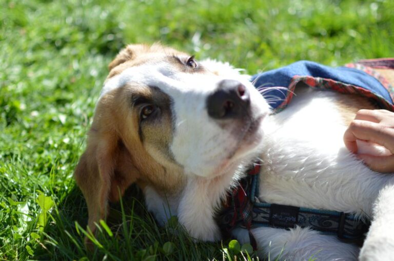 multimedia-foto85344-527-1