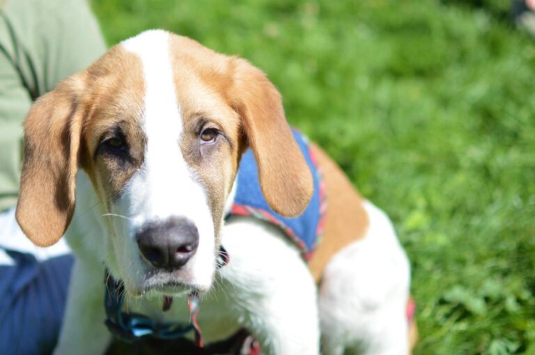 multimedia-foto85346-528-1