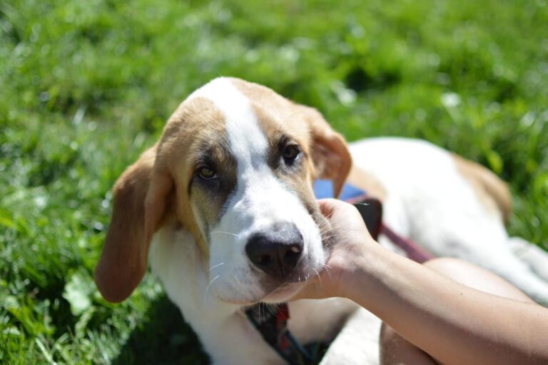 multimedia-foto85347-528-1