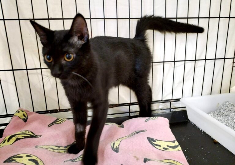 multimedia-foto85362-986-1