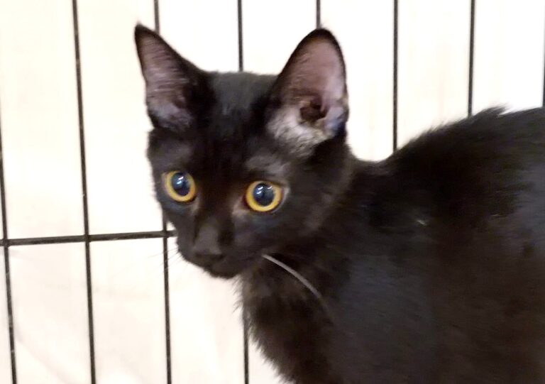 multimedia-foto85363-987-1