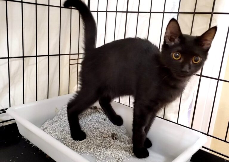 multimedia-foto85364-987-1