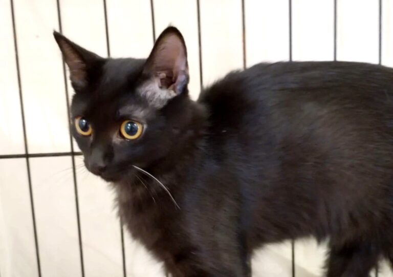 multimedia-foto85365-987-1