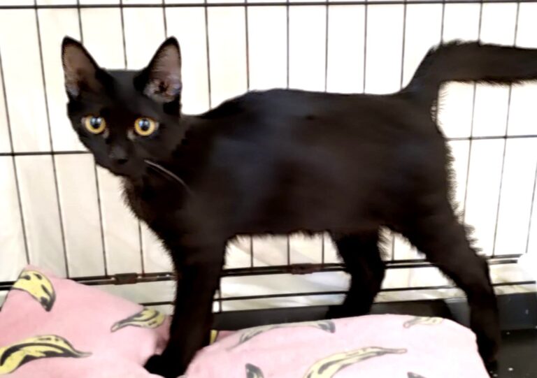 multimedia-foto85367-988-1