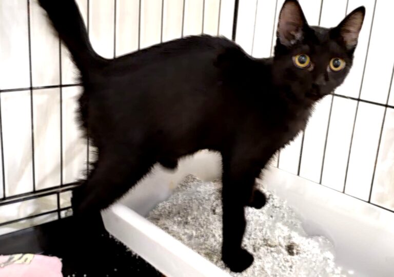 multimedia-foto85368-988-1