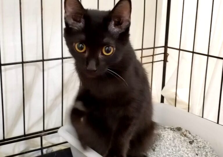 multimedia-foto85369-988-1