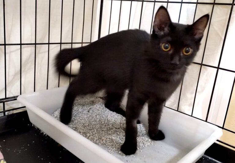 multimedia-foto85370-988-1