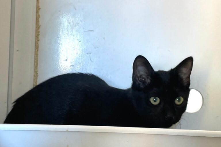 multimedia-foto85401-441-1