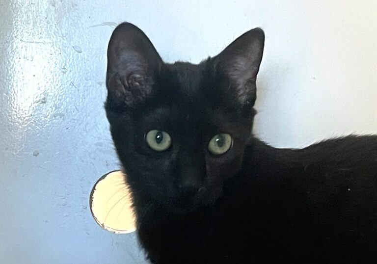 multimedia-foto85402-442-1