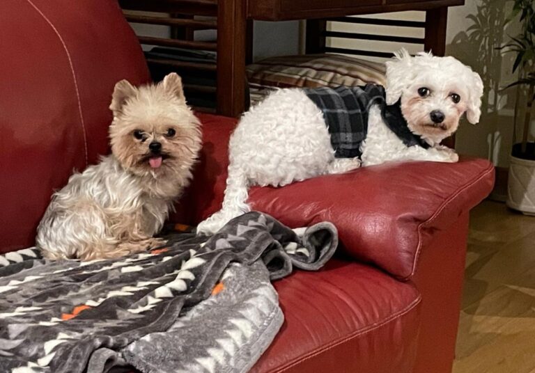 multimedia-foto85407-614-1