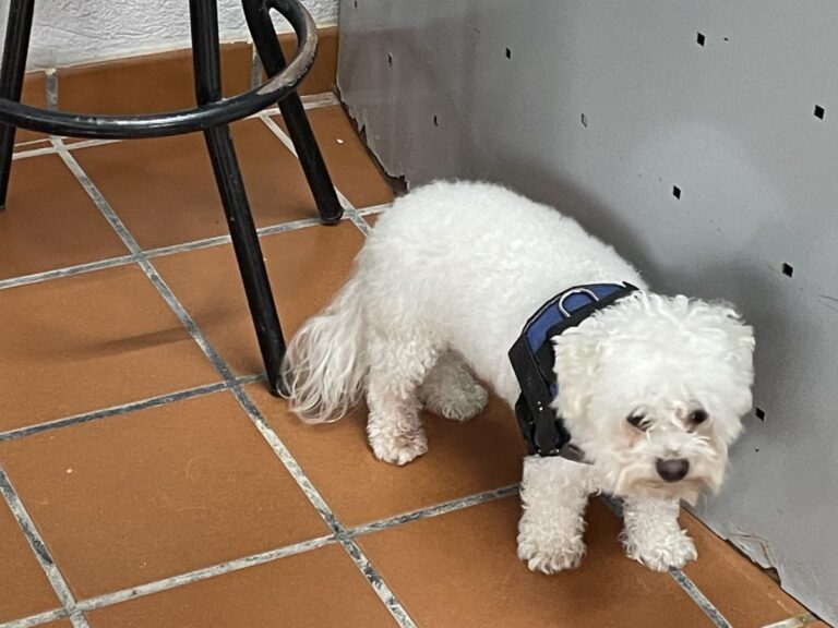 multimedia-foto85409-771-1